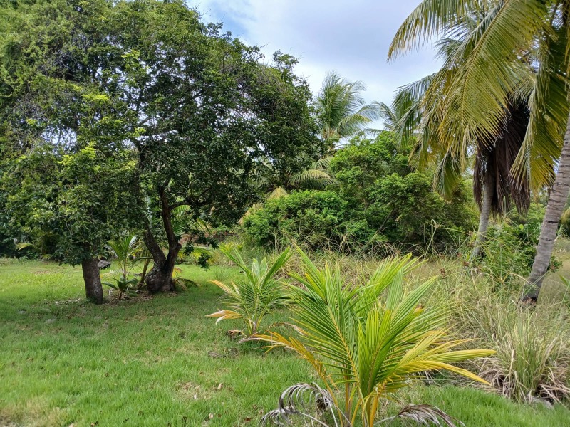 Terreno, 4 hectares - Foto 19
