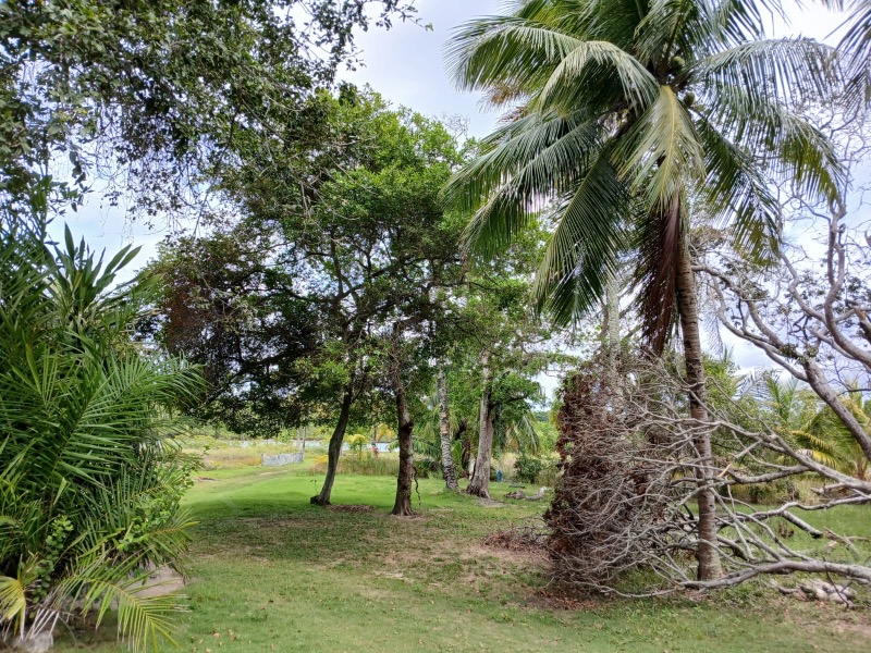 Terreno, 4 hectares - Foto 7
