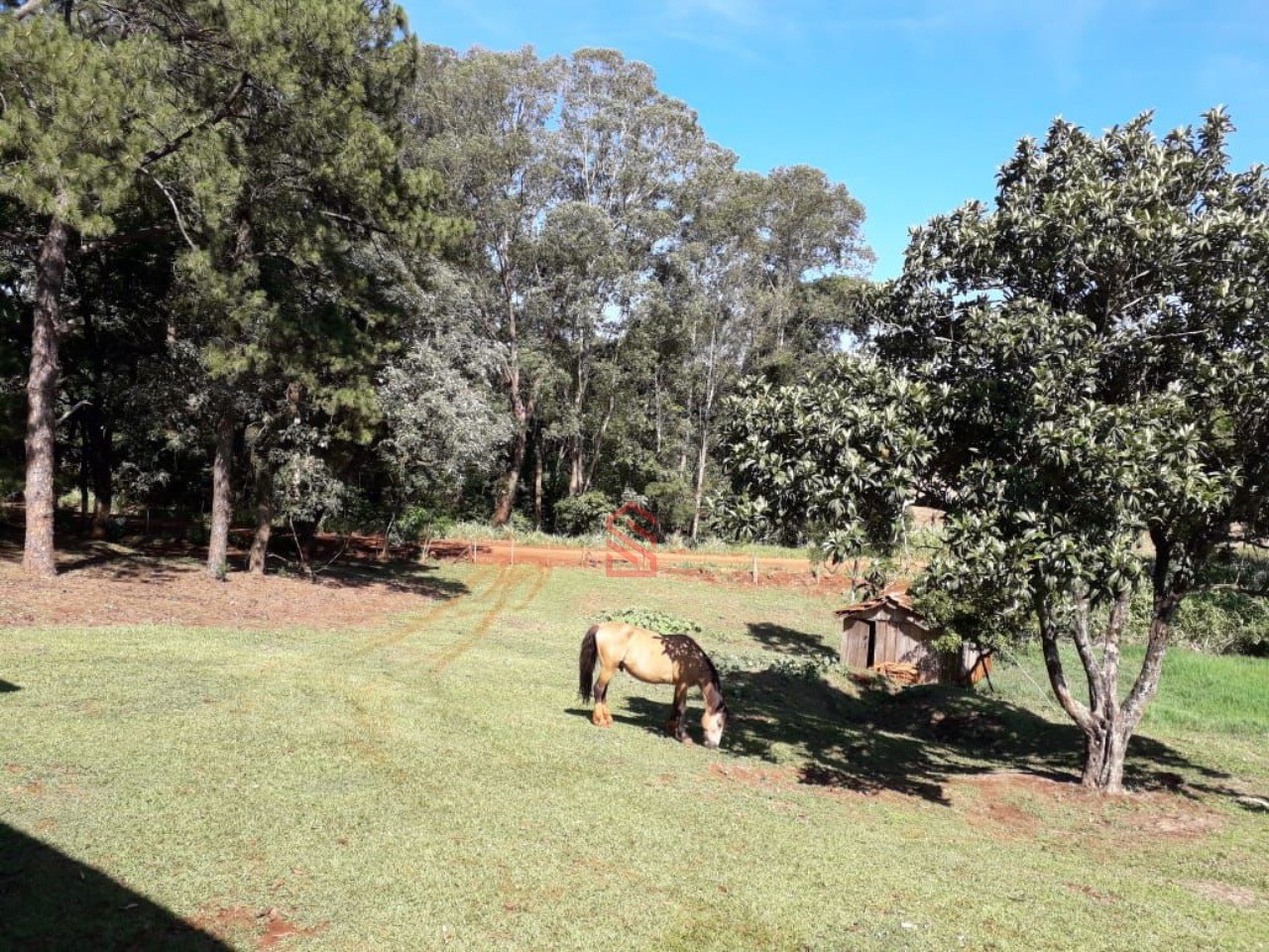 Sítio, 7 hectares - Foto 4