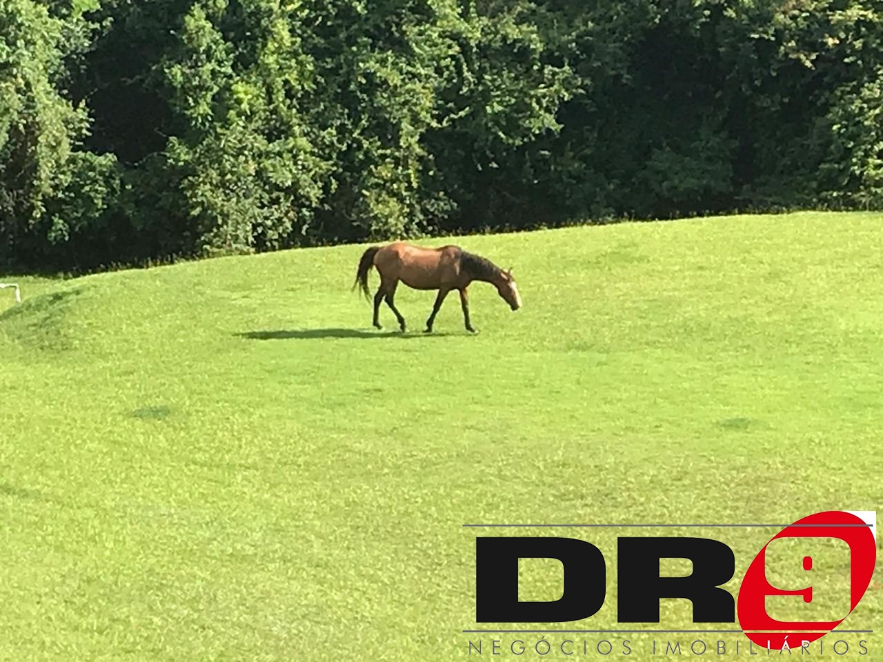 Sítio, 4 quartos, 1000 m² - Foto 71