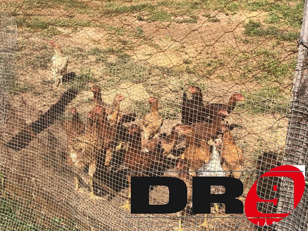 Sítio, 4 quartos, 1000 m² - Foto 80