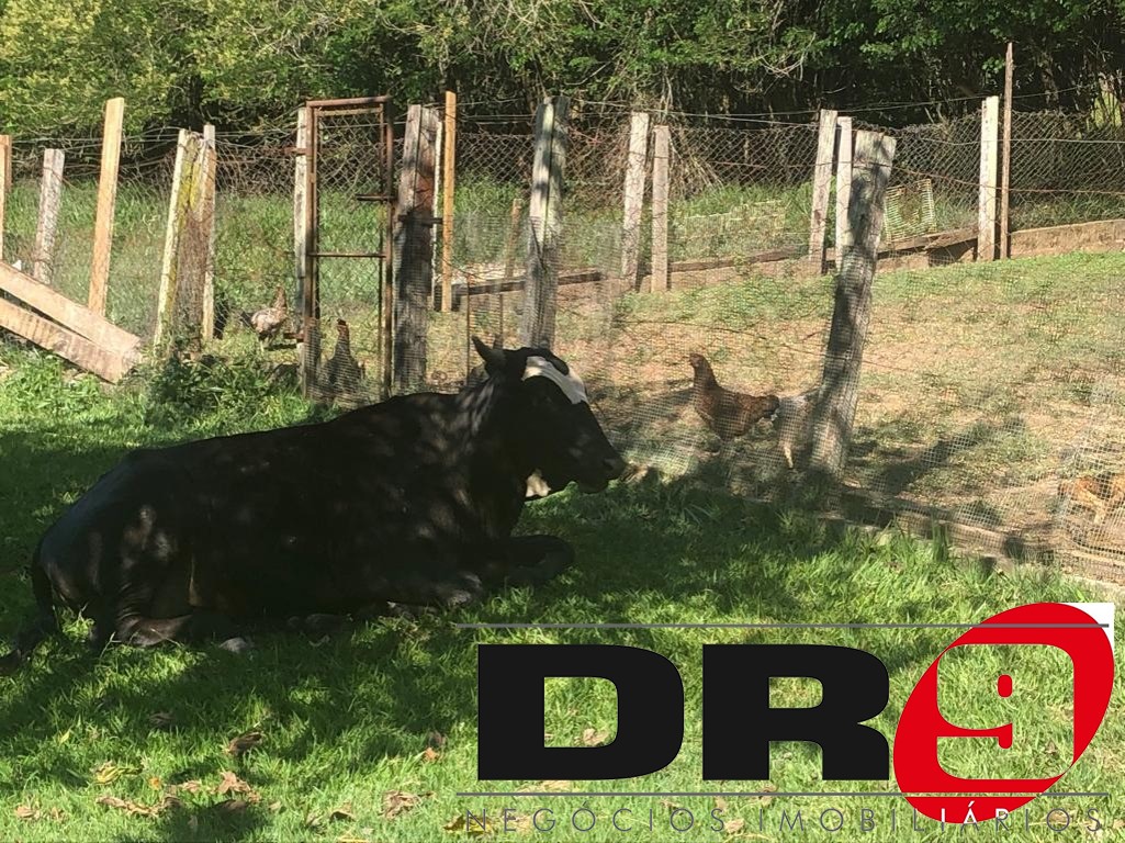 Sítio, 4 quartos, 1000 m² - Foto 178