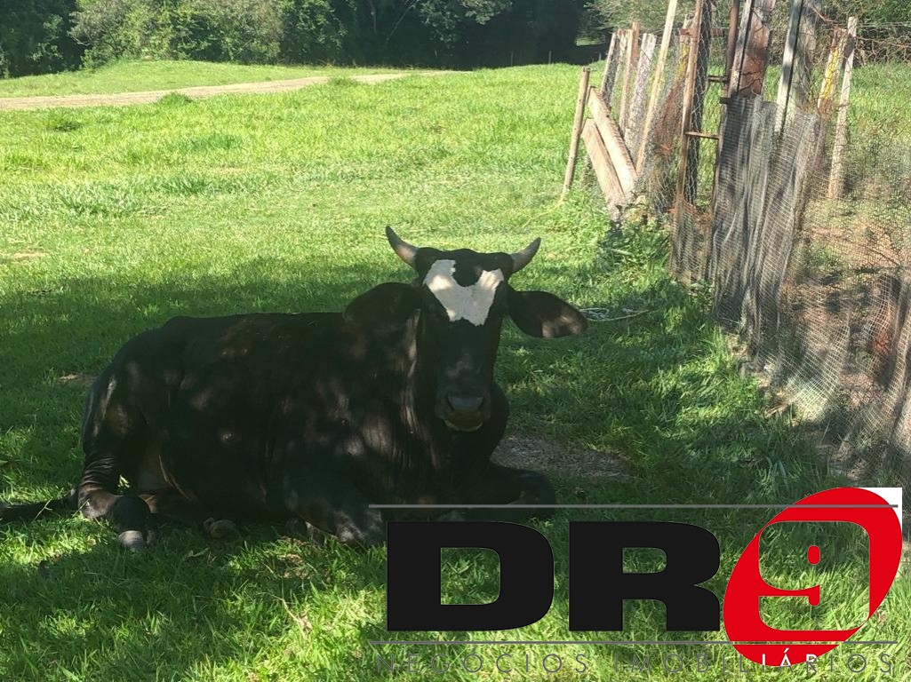 Sítio, 4 quartos, 1000 m² - Foto 181