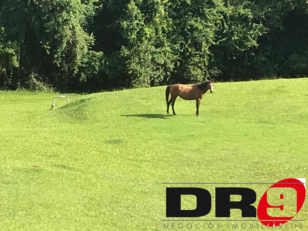 Sítio, 4 quartos, 1000 m² - Foto 198