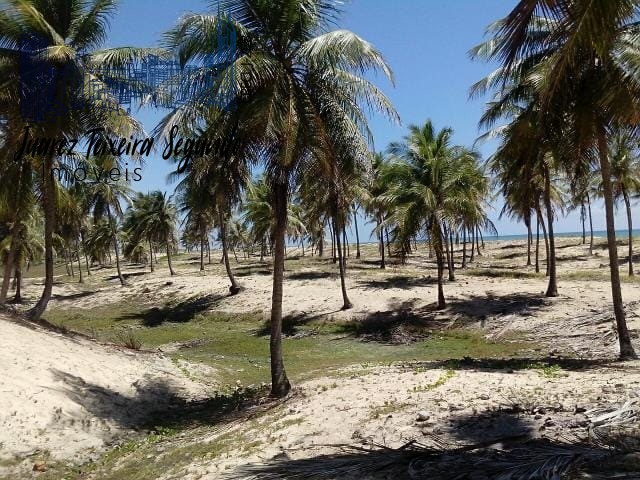 Terreno - Mangue seco