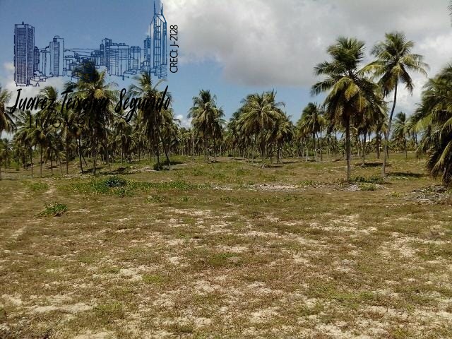 Terreno - Mangue seco