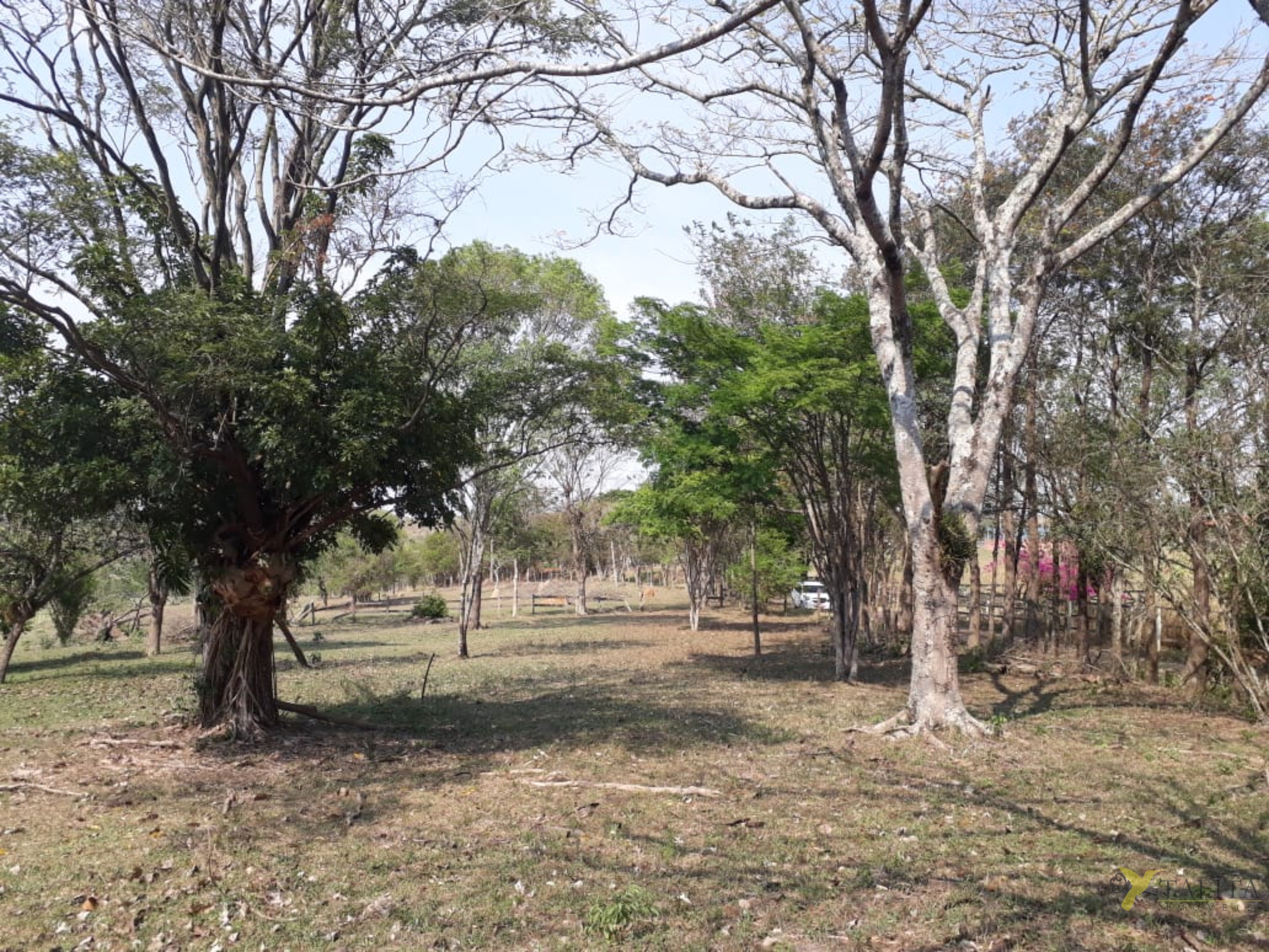 Sítio à venda - 3 alqueires - cesário lange