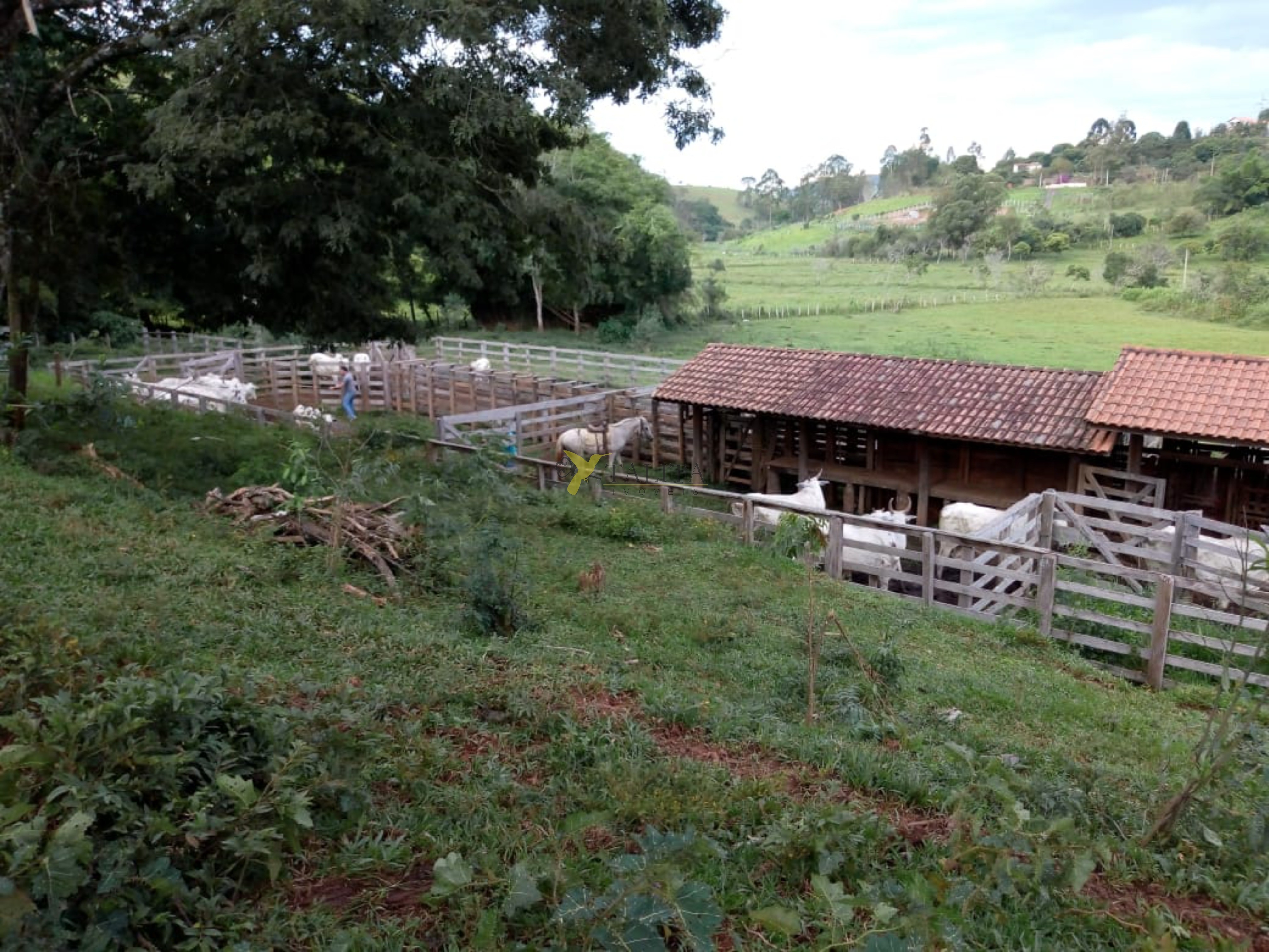 Fazenda à venda - cambuí - mg