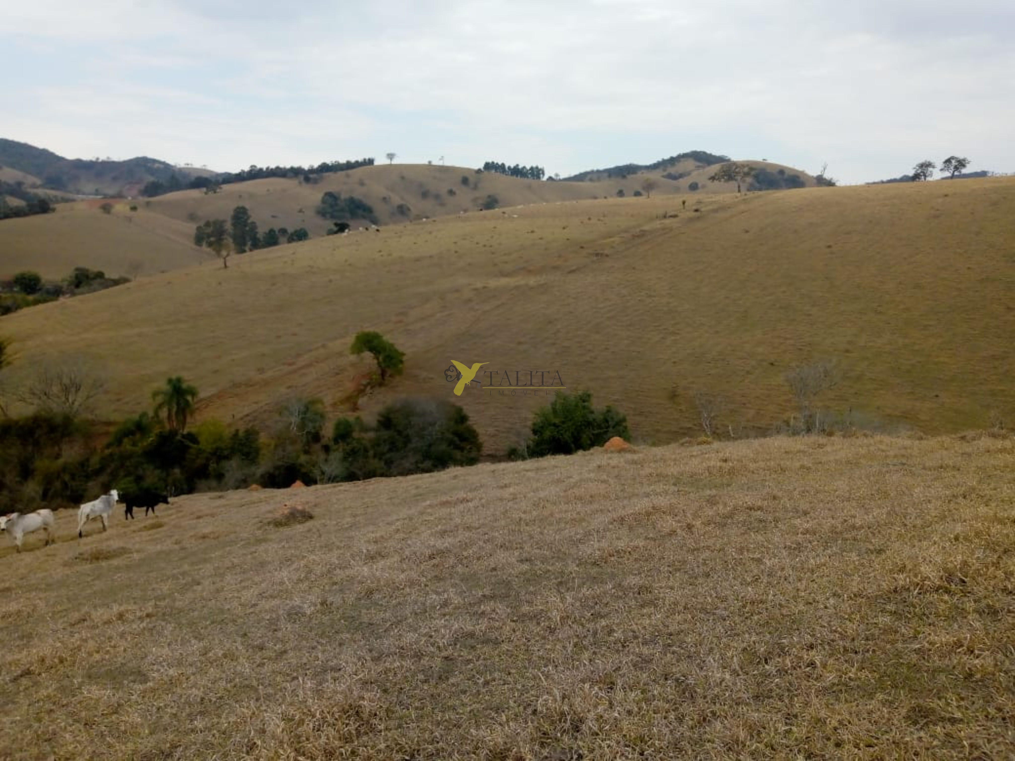Fazenda à venda - cambuí - mg