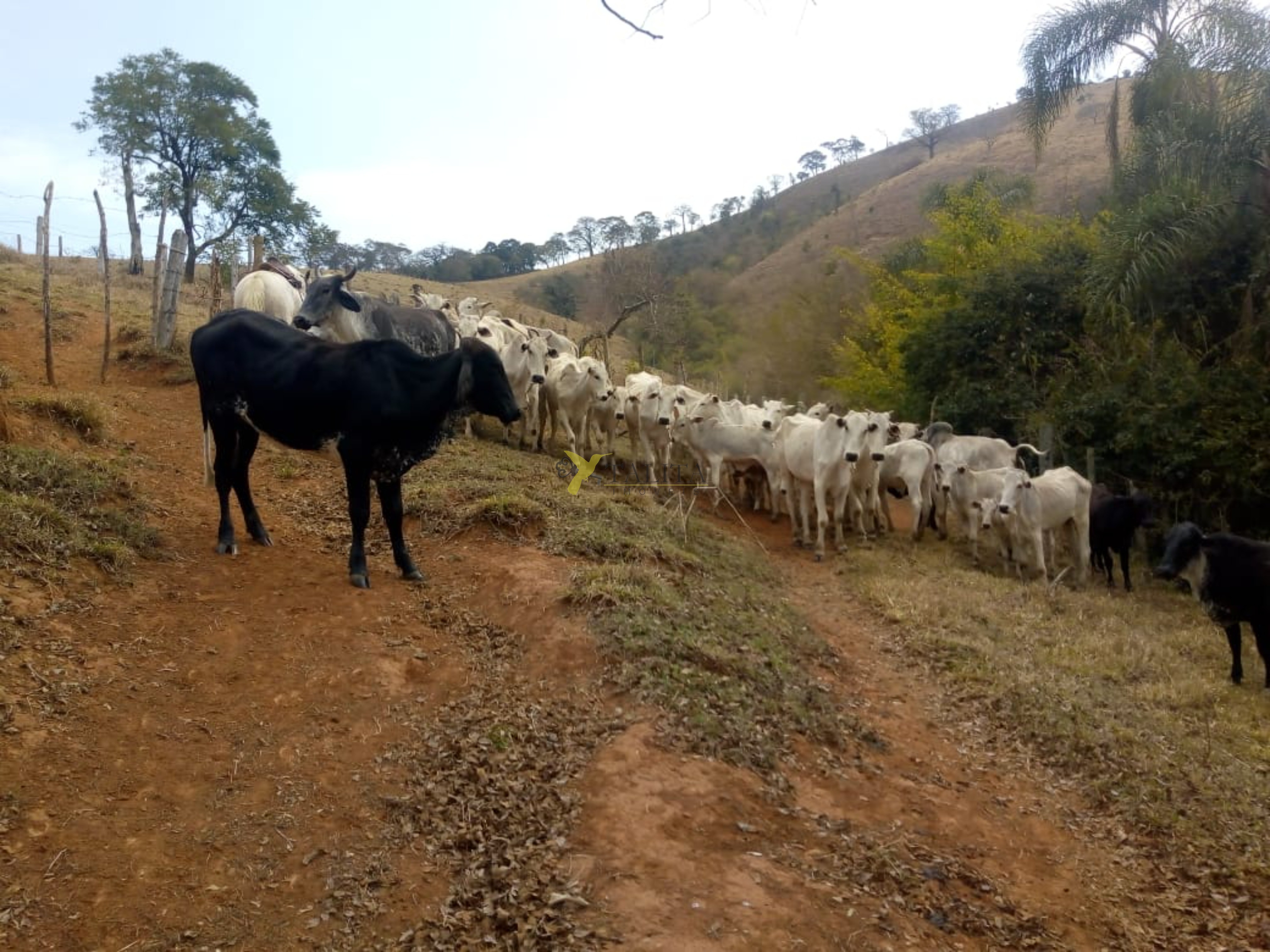 Fazenda à venda - cambuí - mg