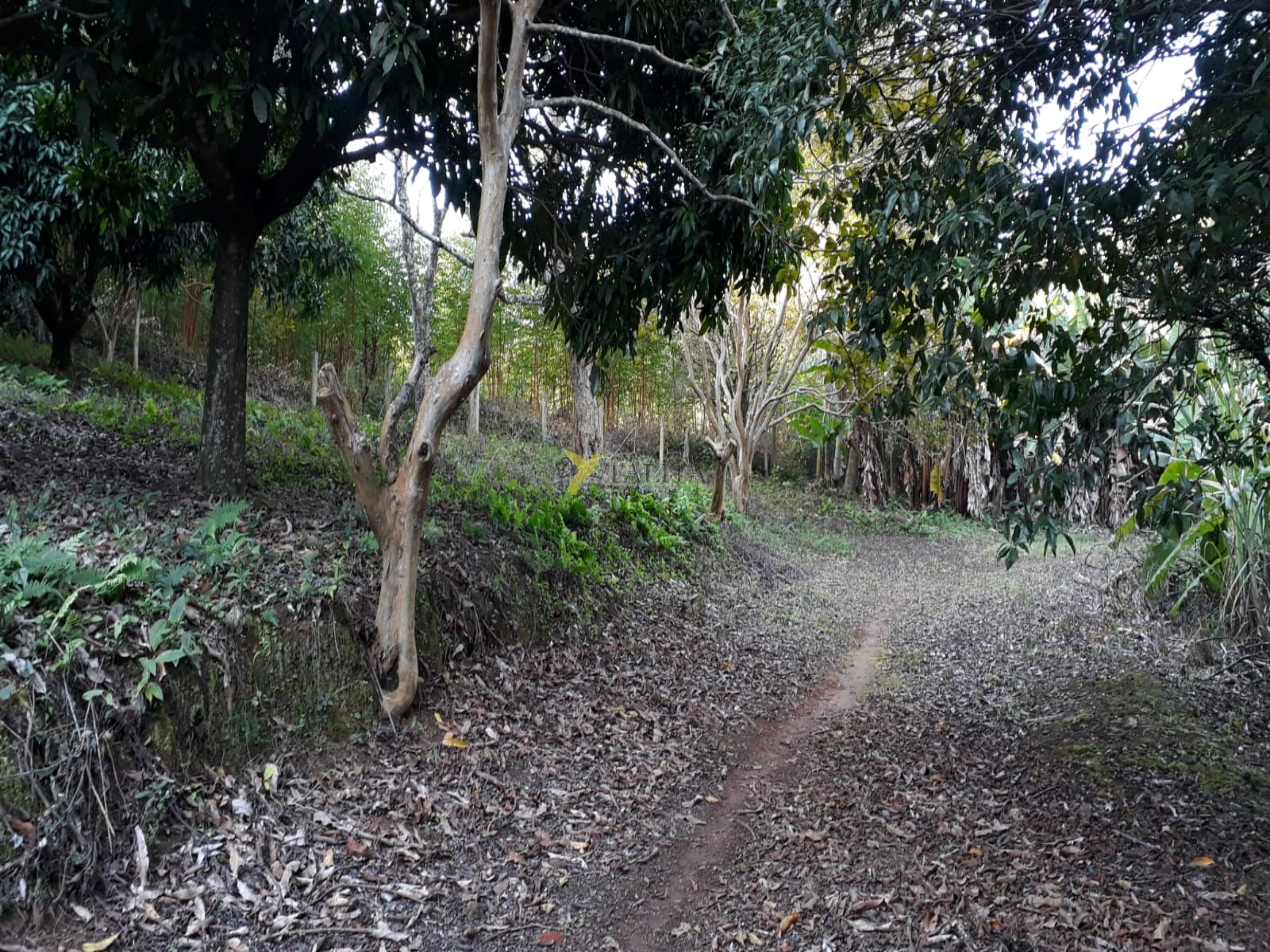 Sítio à venda - pilar do sul (sp)