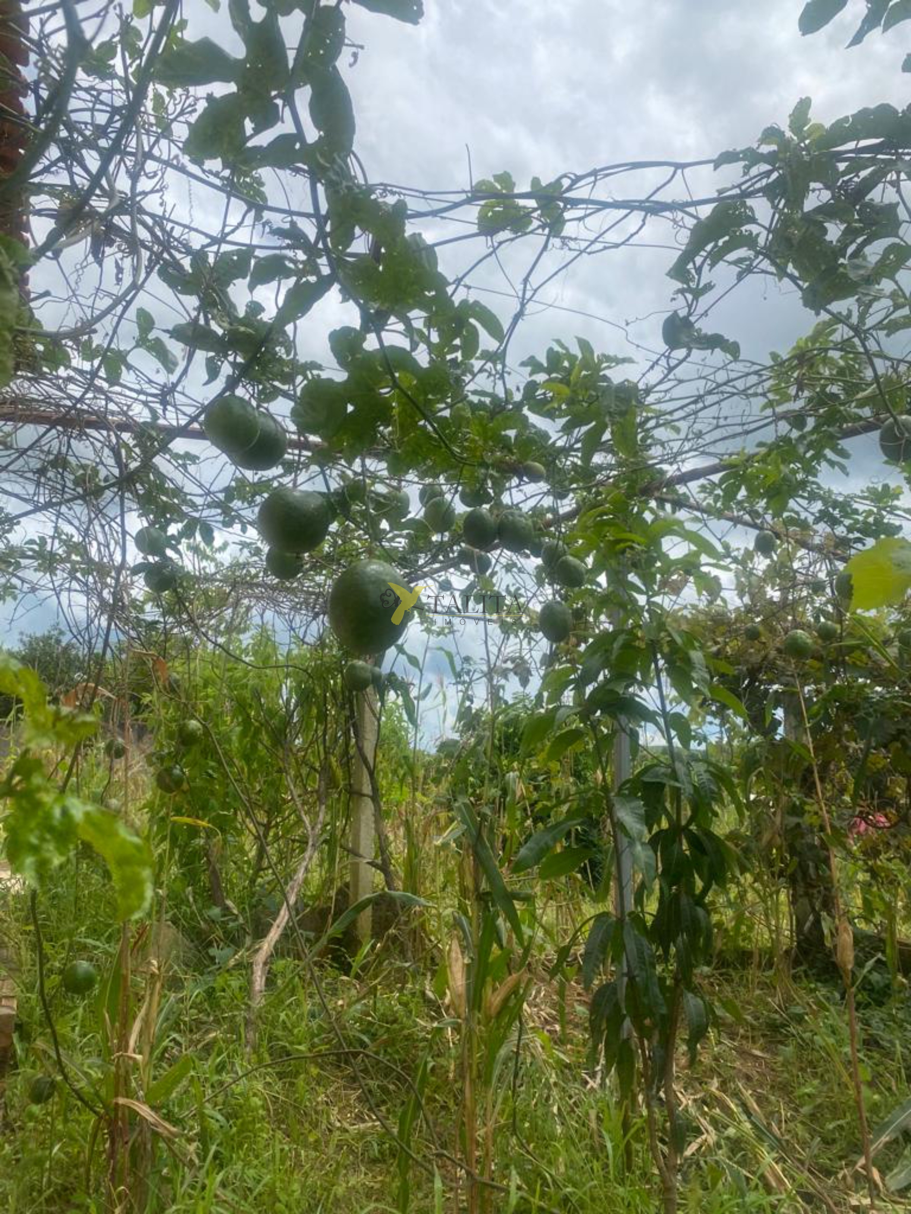 Chácara à venda - porangaba