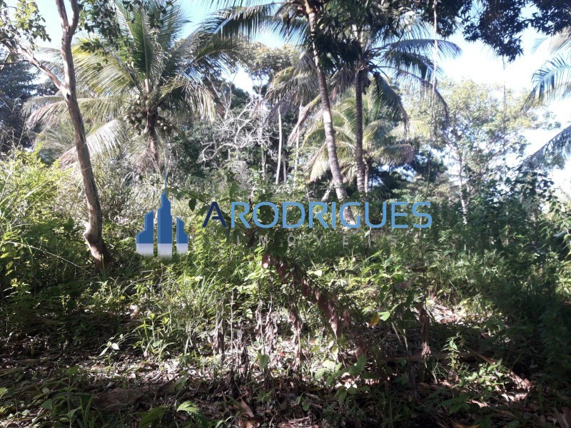 Terreno, 5 hectares - Foto 11