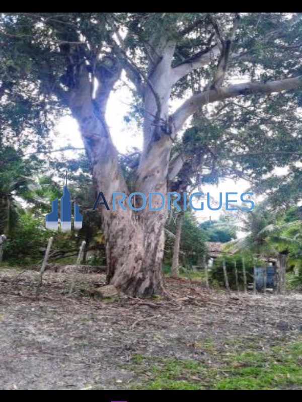 Fazenda, 84 hectares - Foto 4