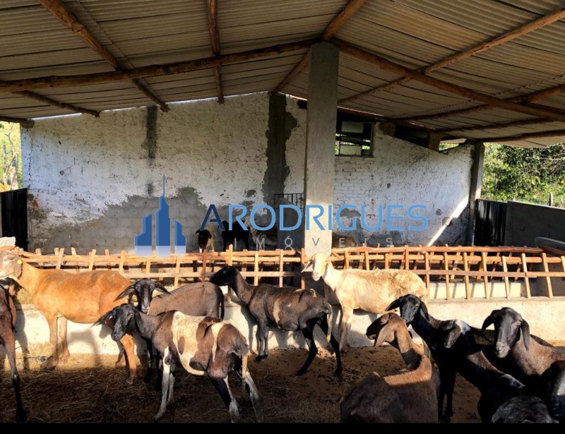 Fazenda, 5 quartos - Foto 12