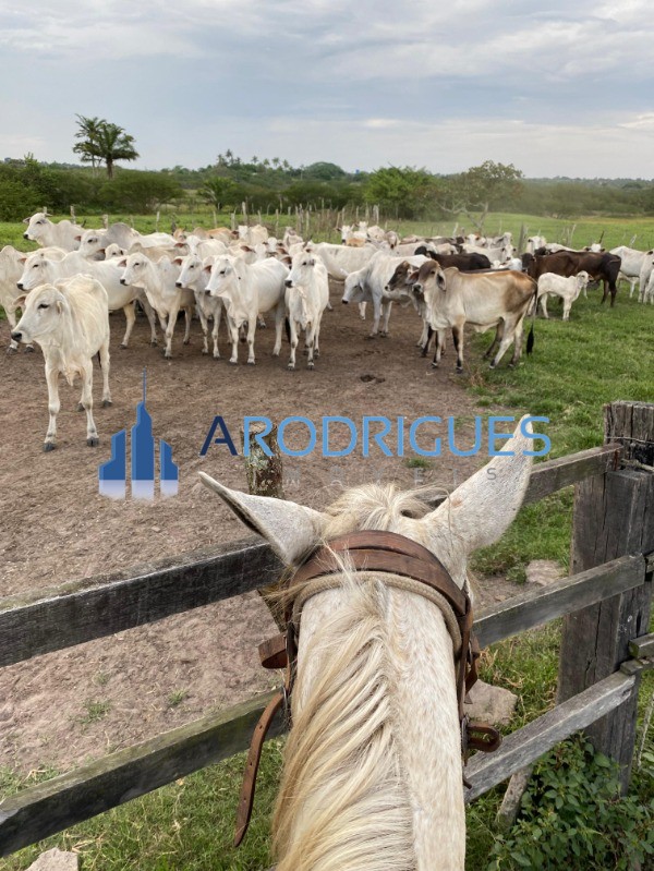 Fazenda, 4356 m² - Foto 1