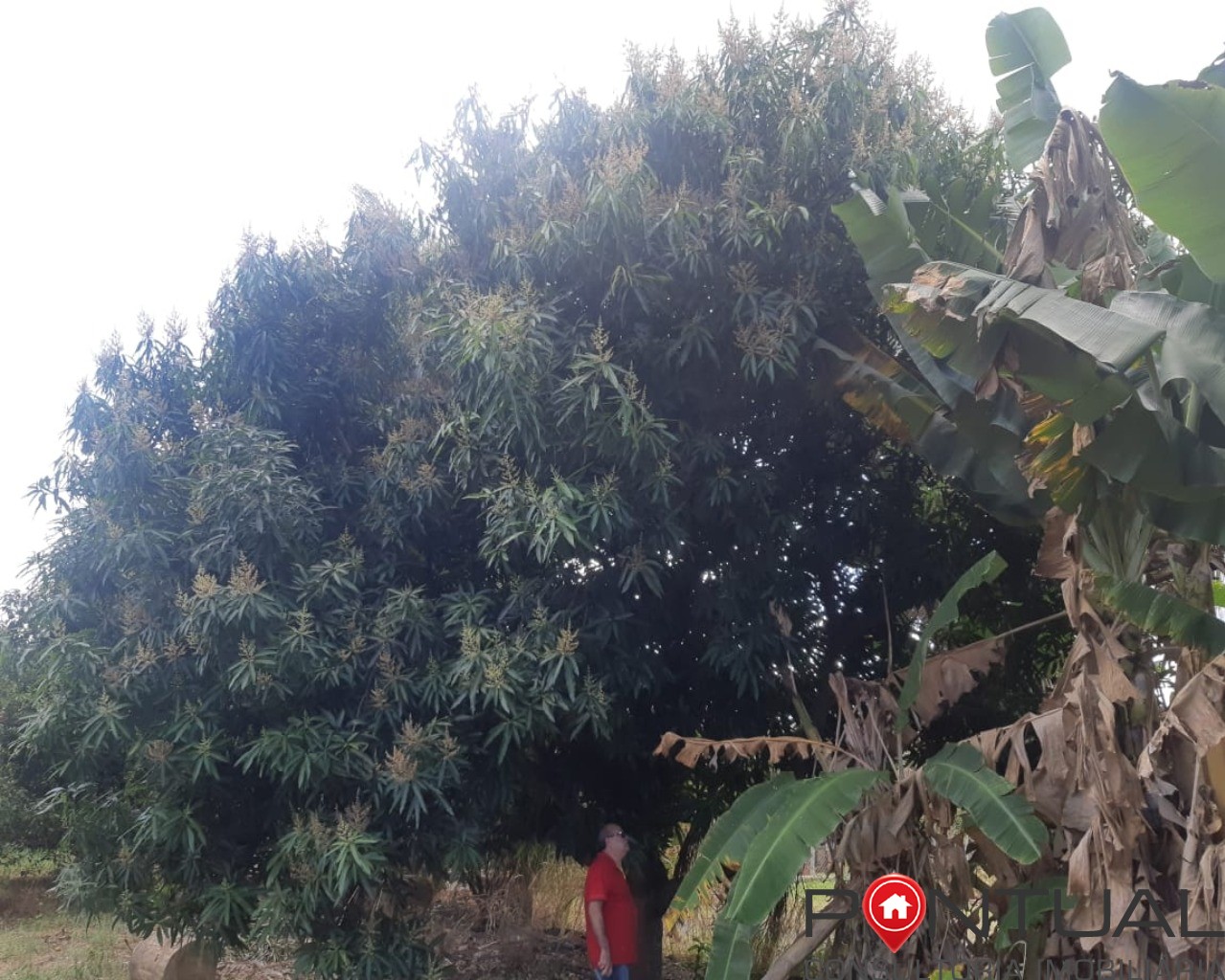 Chácara à venda no condomínio terras vera cruz sp, 2500m². R