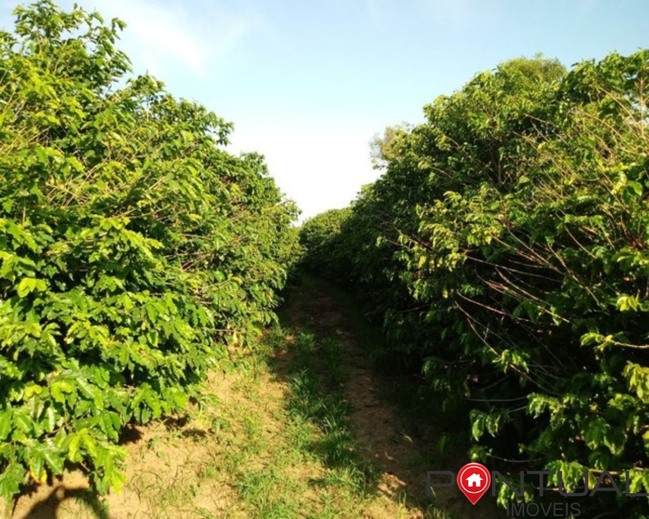 Sítio a venda 4,5 hectares garça sp - 15 mil pés café - acei