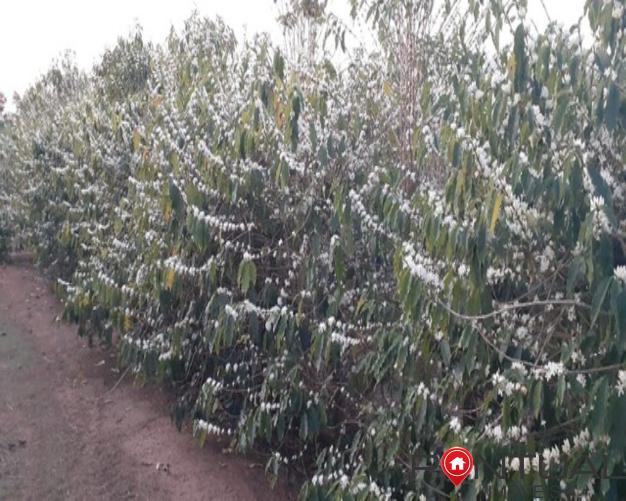 Sítio a venda 4,5 hectares garça sp - 15 mil pés café - acei