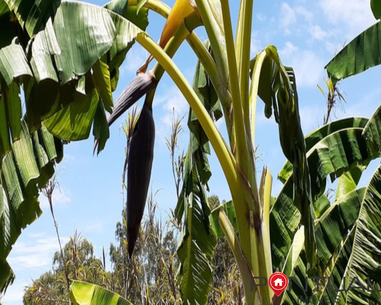 Sítio a venda 4,5 Hectares Garça SP - 15 Mil Pés Café - Aceita Permuta - Pontual Imóveis sua imobiliária em Marília e regiao