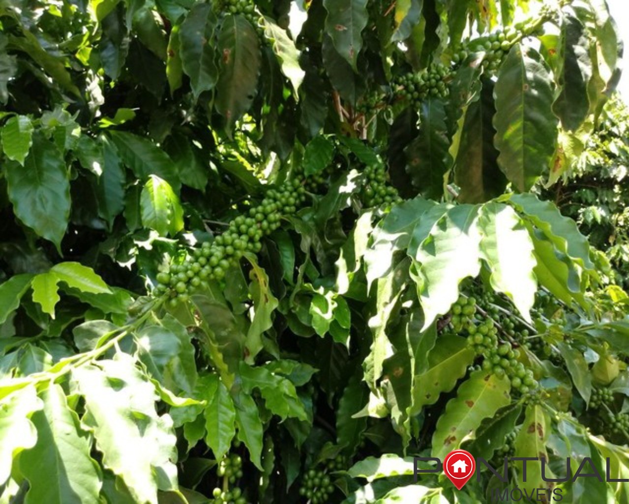 Sítio a venda 4,5 hectares garça sp - 15 mil pés café - acei