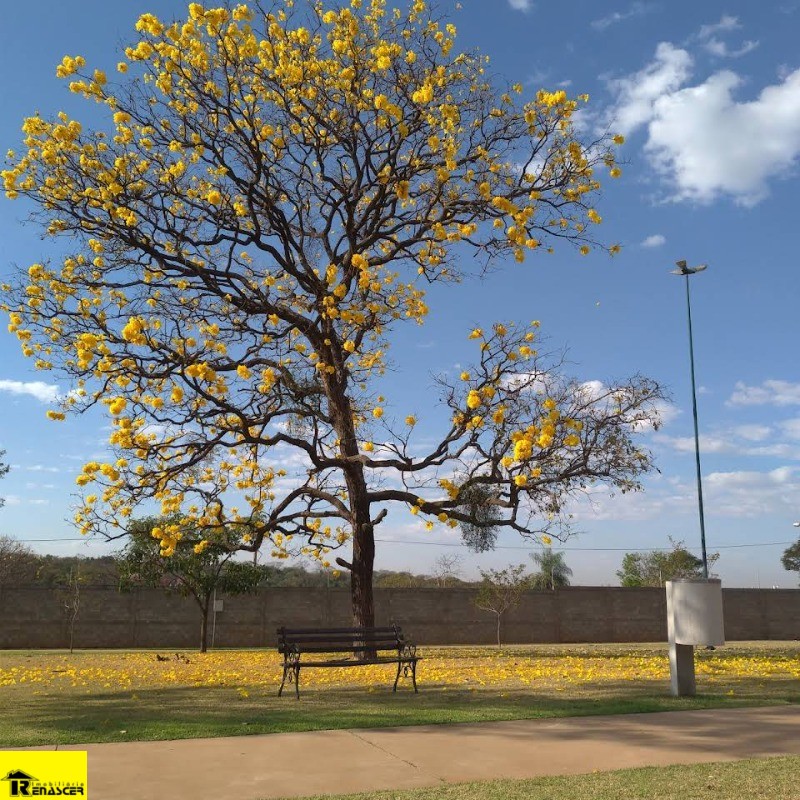 Terreno / Lote / Condomínio  à venda, 281m² — foto 10 de 11