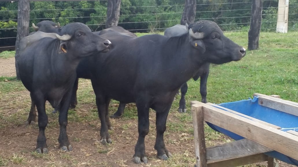 Fazenda, 99 m² - Foto 3