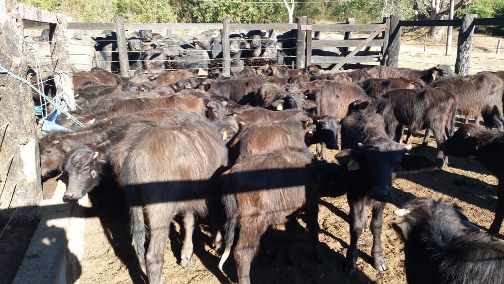 Fazenda, 99 m² - Foto 5