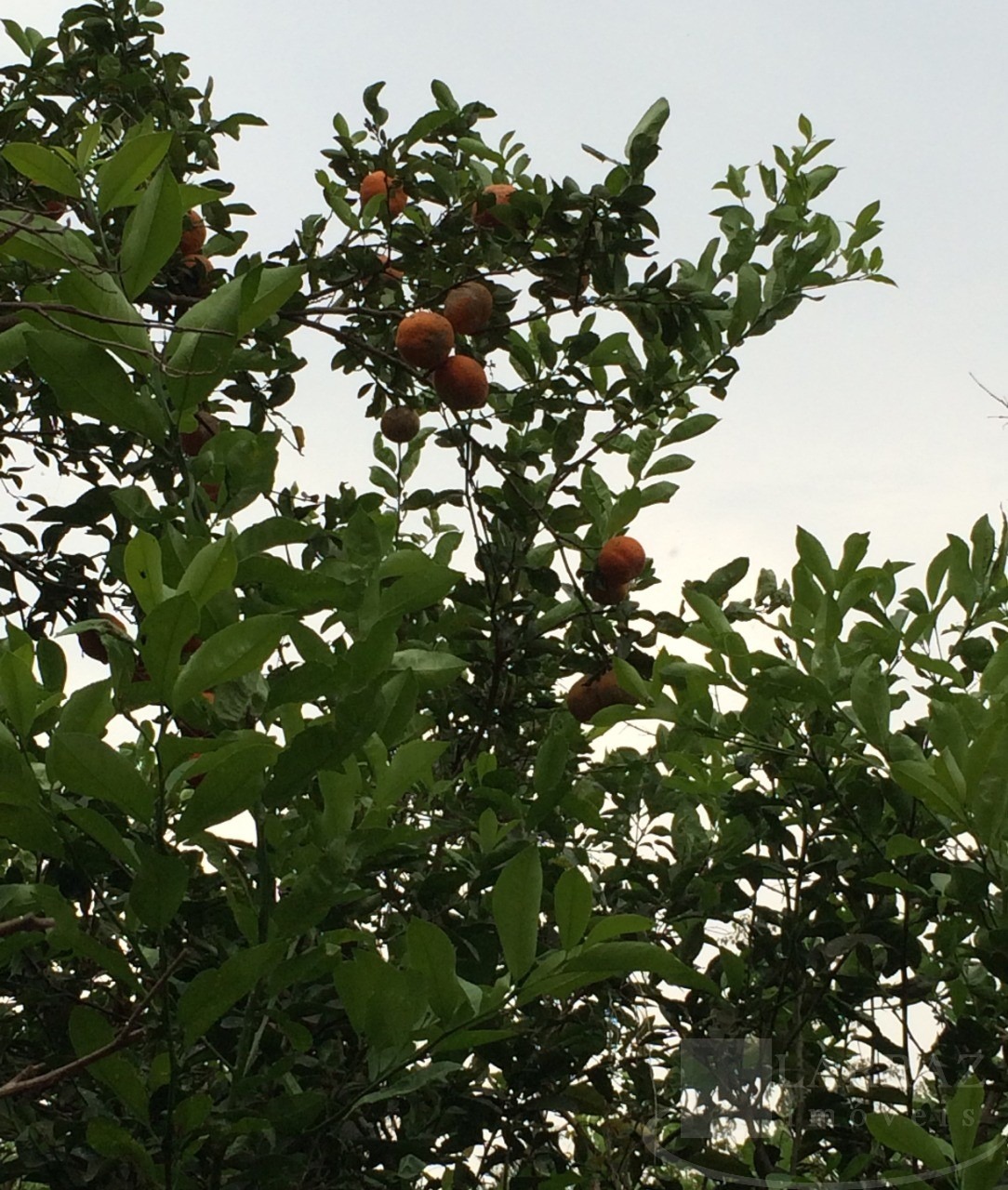 Sítio, 2 quartos, 6 m² - Foto 7