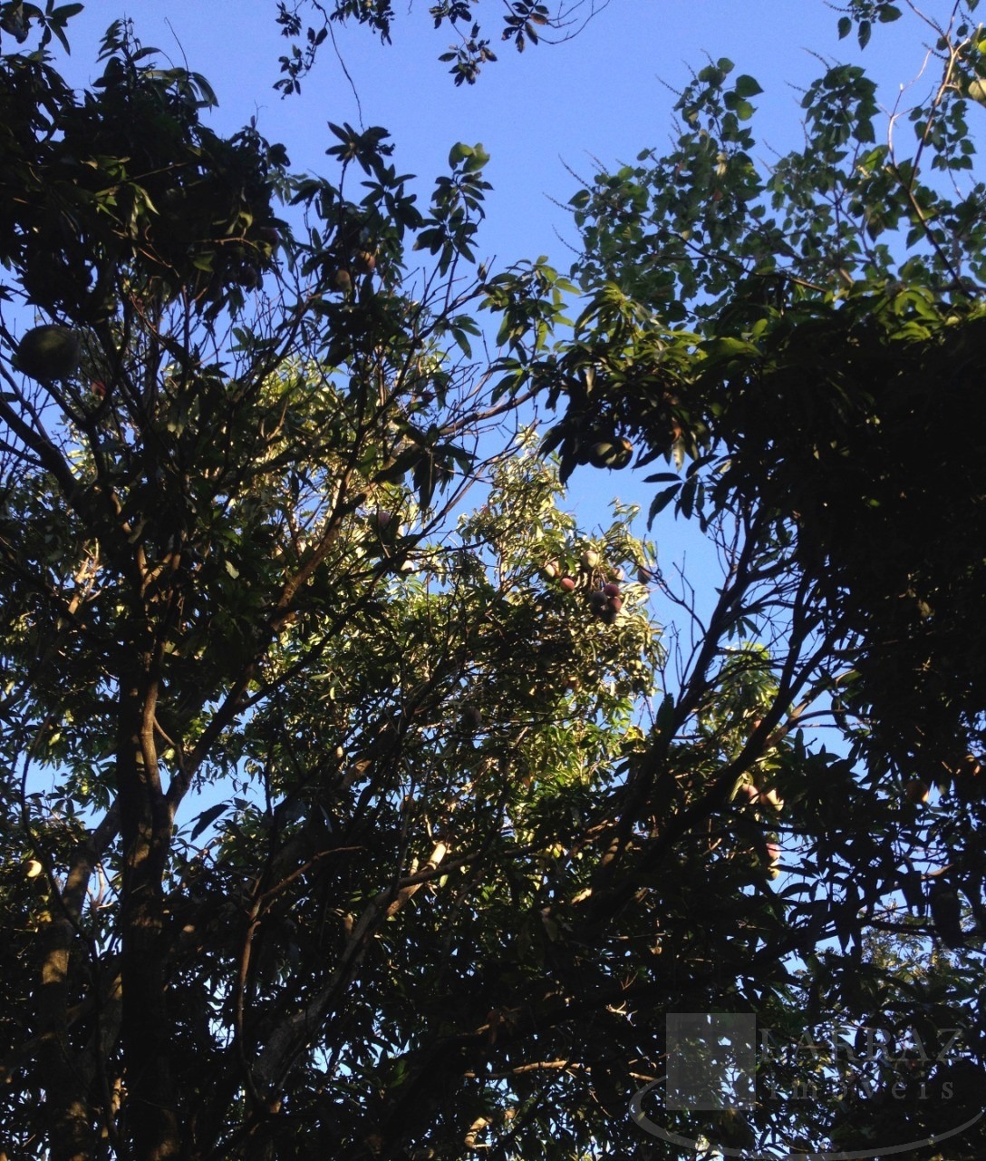 Sítio, 2 quartos, 6 m² - Foto 6