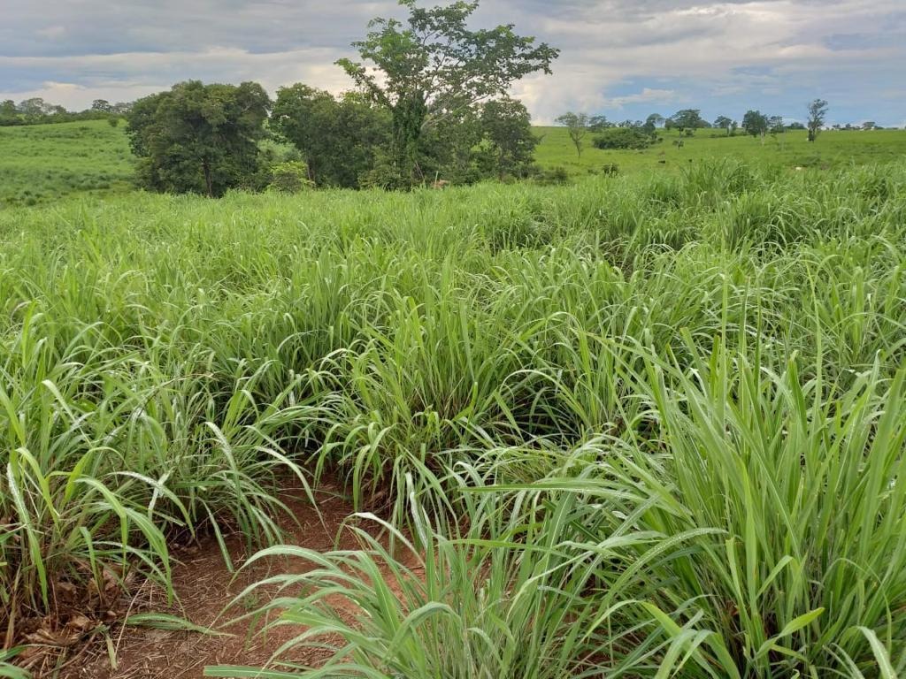 Fazenda, 1074 m² - Foto 1