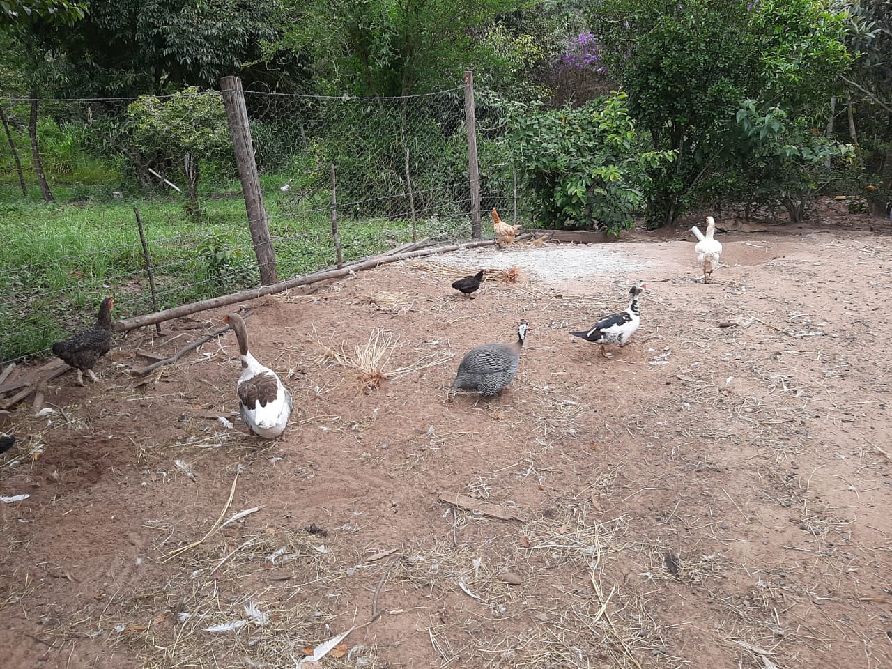 Sítio, 2 m² - Foto 27