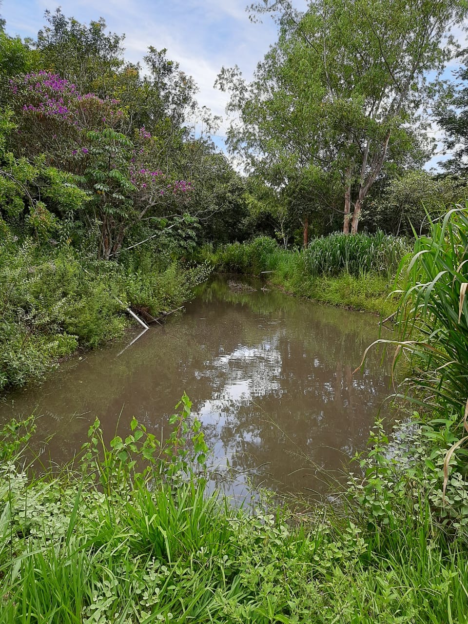 Sítio, 2 m² - Foto 6