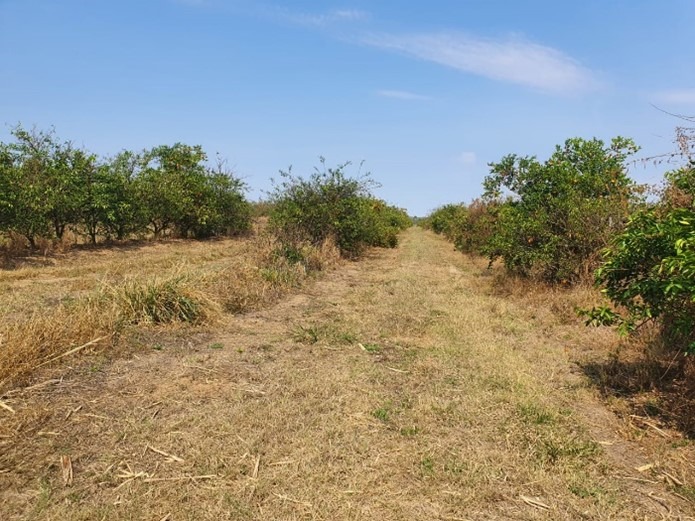 Fazenda, 175 m² - Foto 4