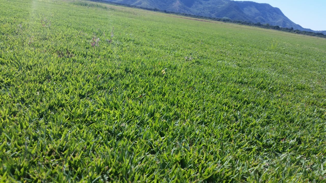 Fazenda, 99 m² - Foto 4