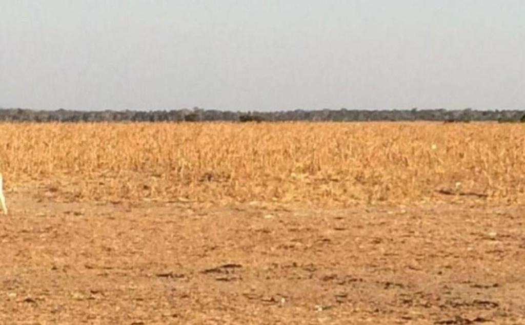 Fazenda, 2 hectares - Foto 5