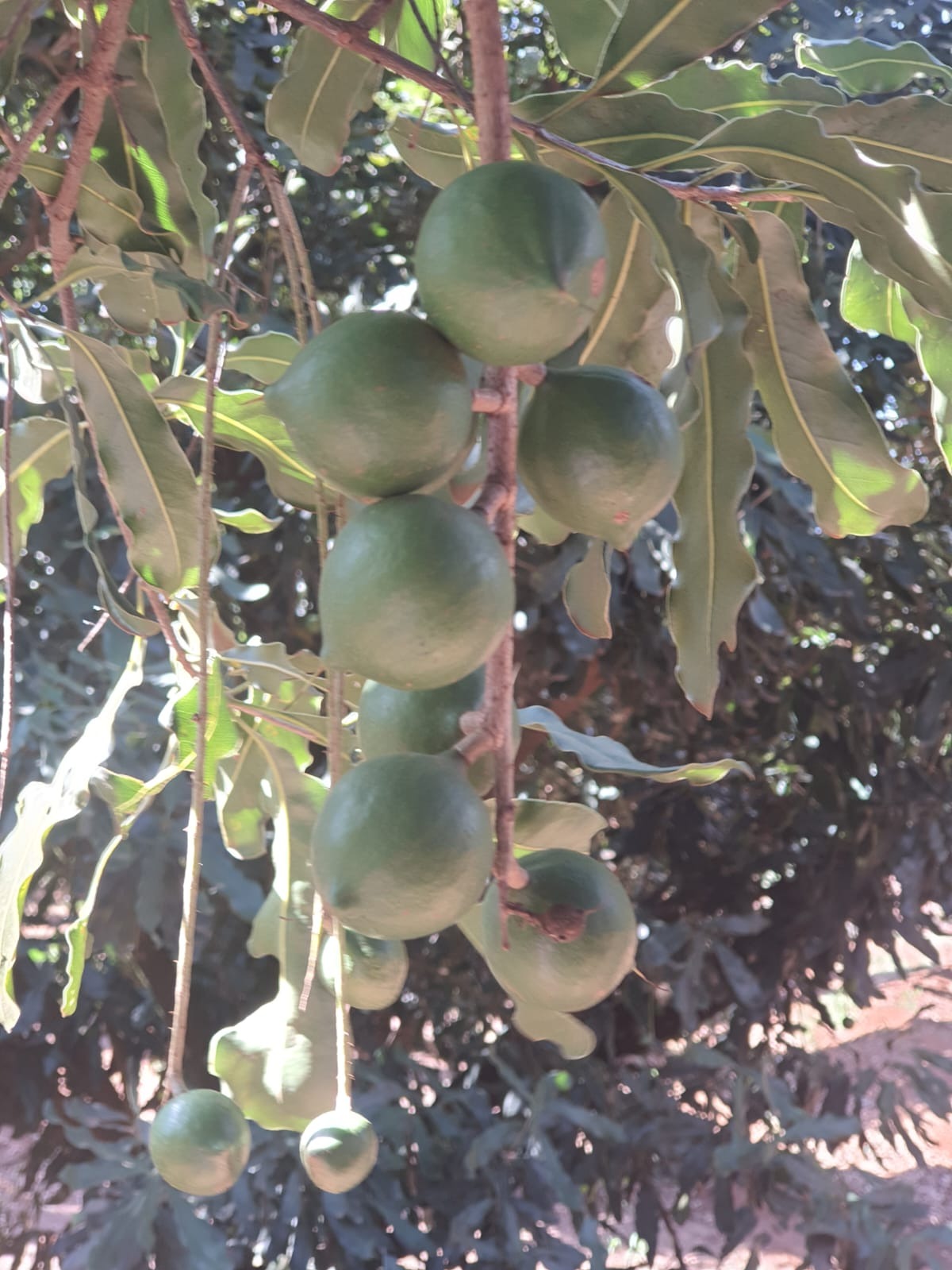 Fazenda, 90 m² - Foto 26