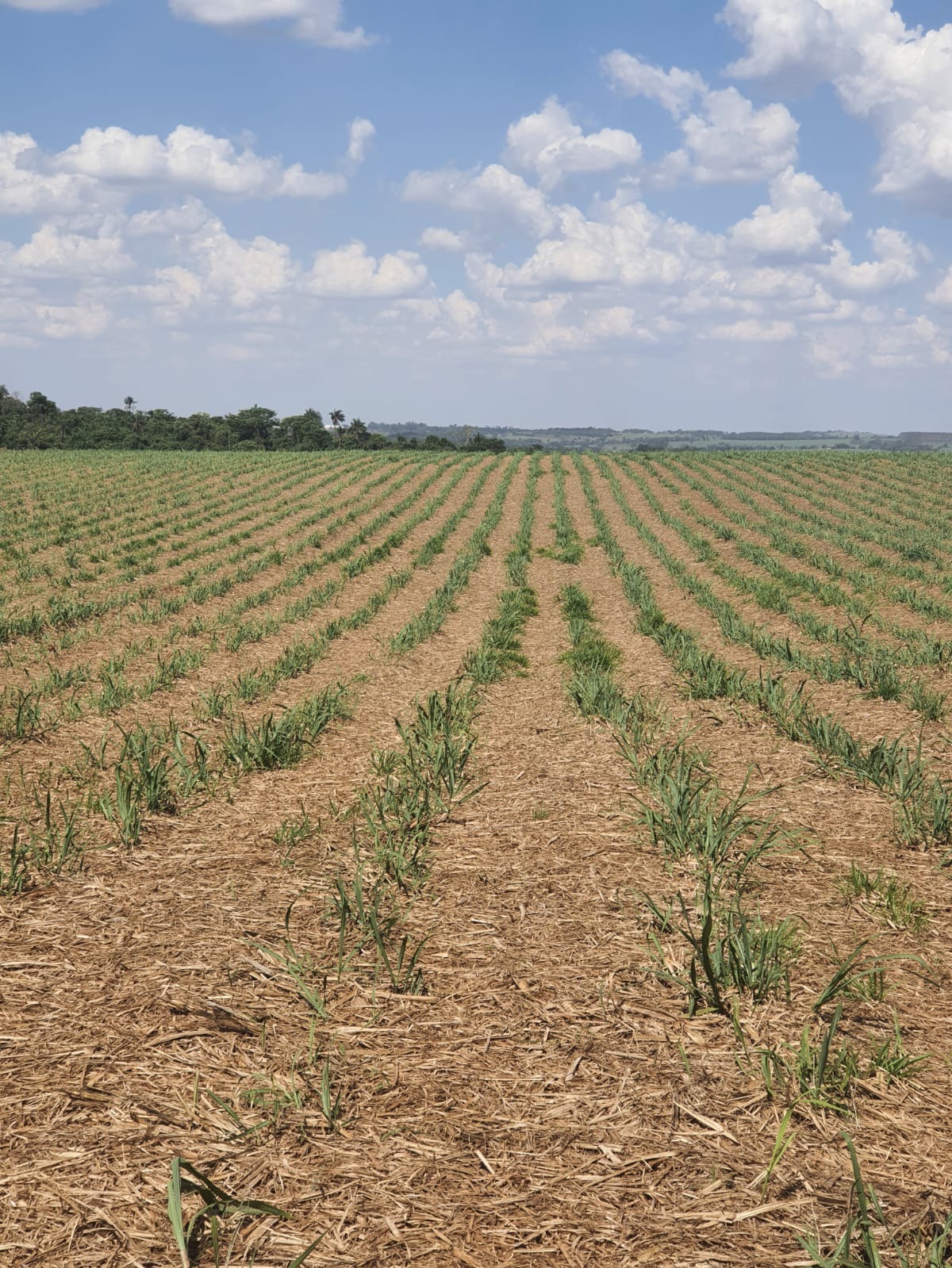 Fazenda, 90 m² - Foto 20