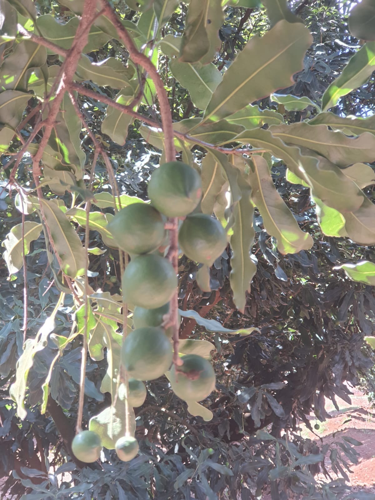 Fazenda, 90 m² - Foto 25