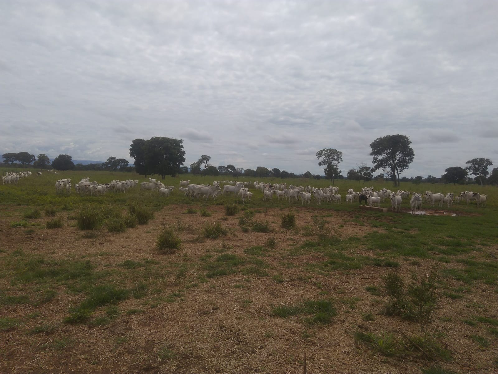 Fazenda, 1900 m² - Foto 1