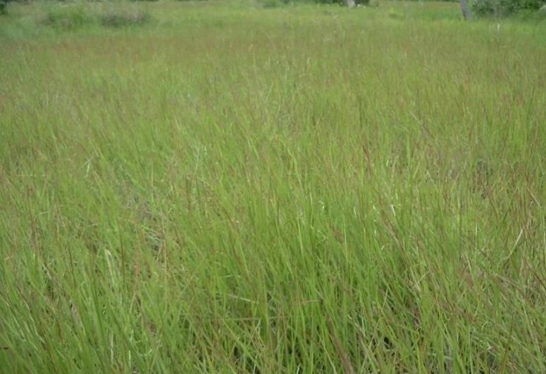 Fazenda, 3 hectares - Foto 4