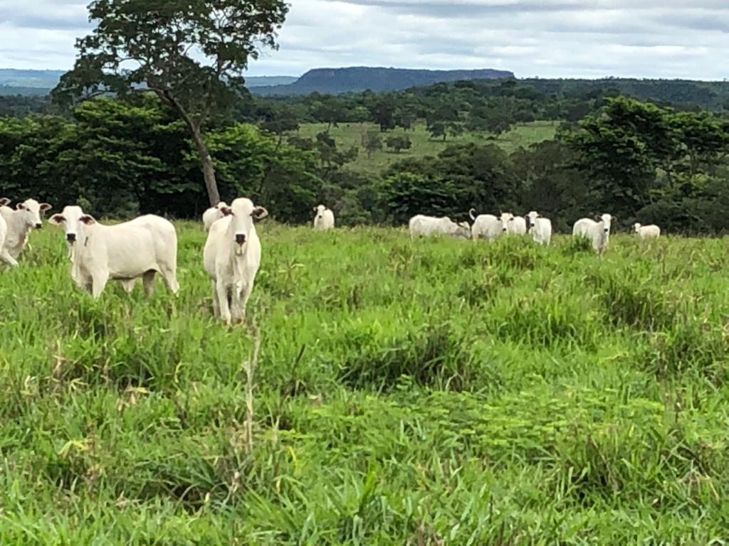 Fazenda, 2795 m² - Foto 4