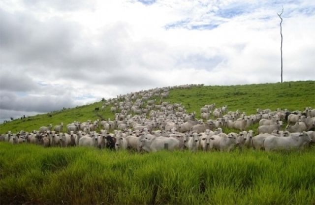 Fazenda, 6 hectares - Foto 2