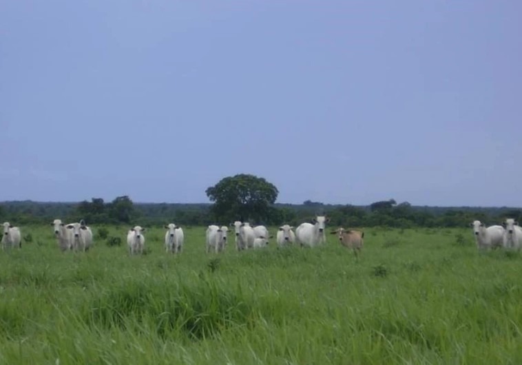 Fazenda, 3 hectares - Foto 1
