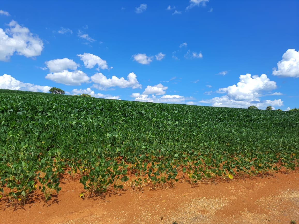 Sítio, 20 m² - Foto 8