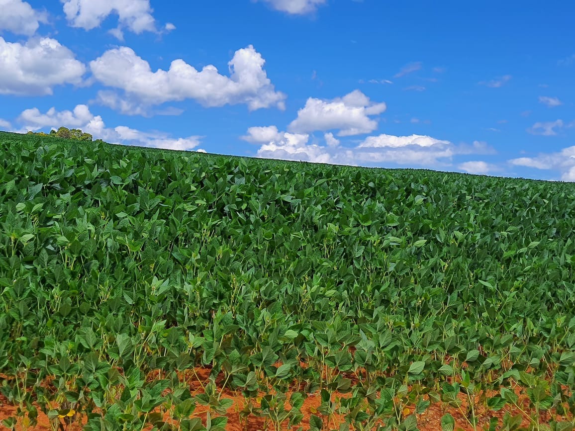 Sítio, 20 m² - Foto 4