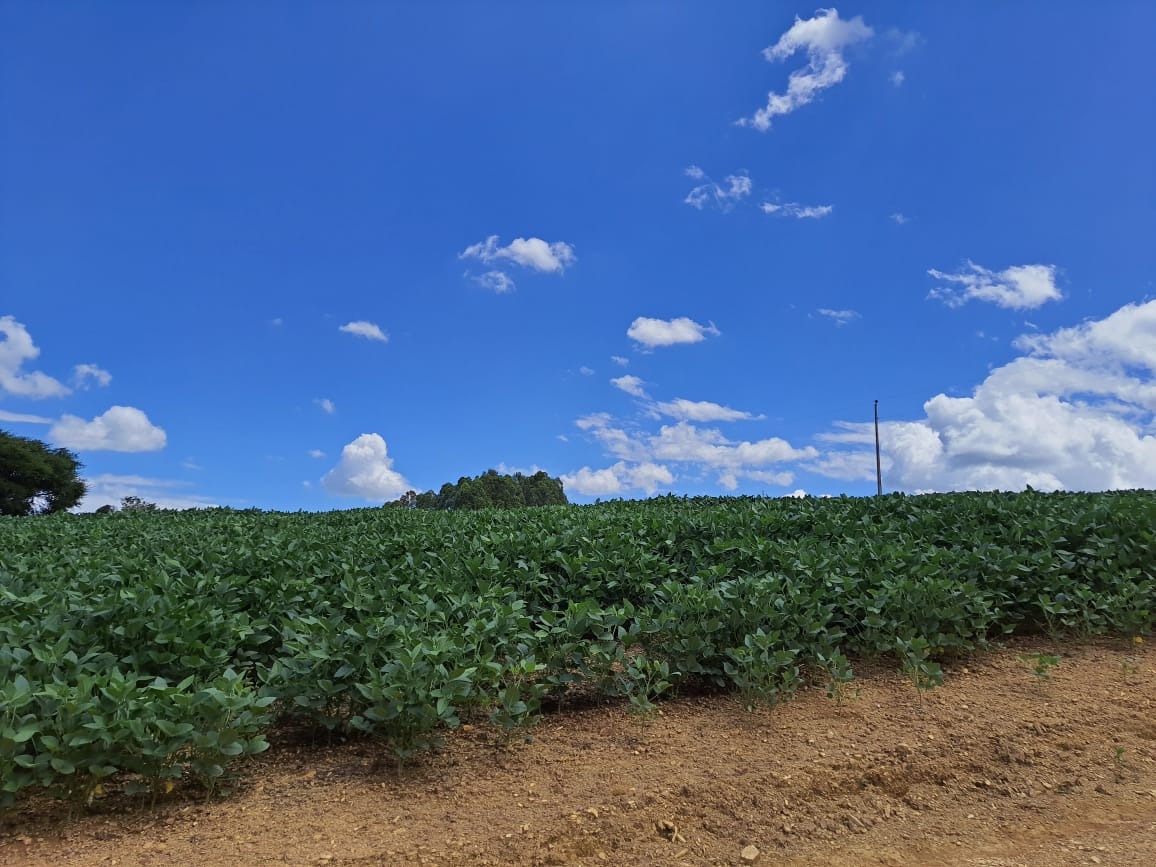 Sítio, 20 m² - Foto 6