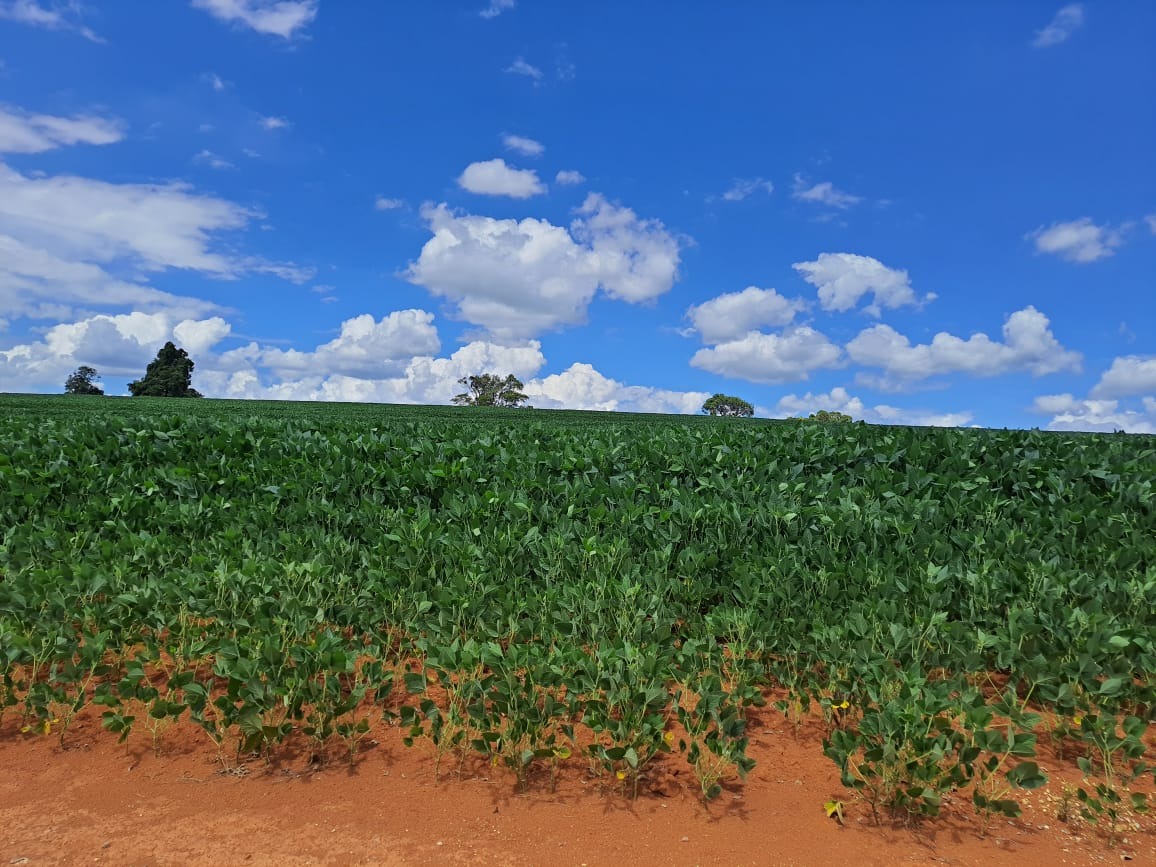 Sítio, 20 m² - Foto 7