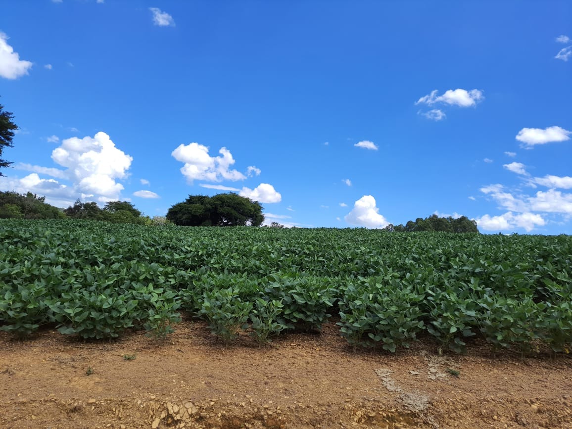 Sítio, 20 m² - Foto 5