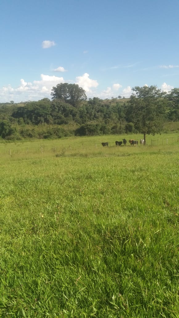 Sítio, 3 m² - Foto 4